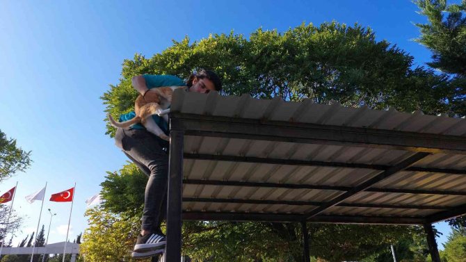 Hastane Bahçesindeki Çatıda Mahsur Kalan Kediyi Personel Kurtardı