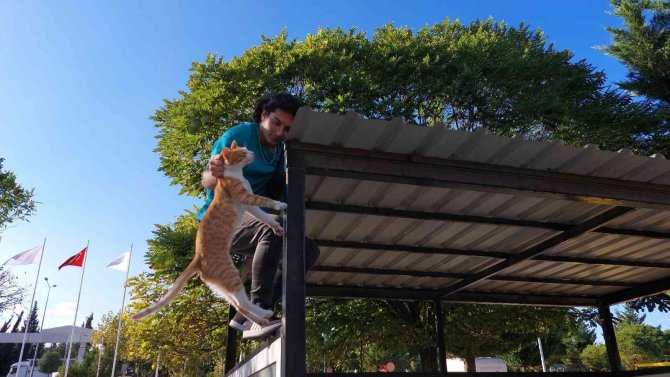 Hastane Bahçesindeki Çatıda Mahsur Kalan Kediyi Personel Kurtardı