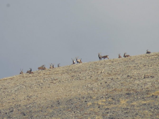 Aladağlar’da Vaşak Görüntülendi