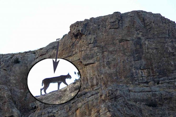 Aladağlar’da Vaşak Görüntülendi
