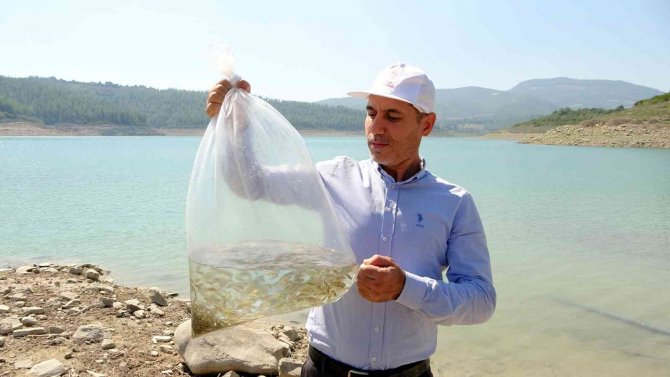 Osmaniye’de Mehmetli Barajı’na Yavru Sazan Balıkları Bırakıldı