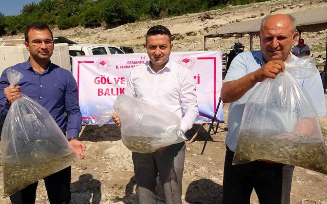 Osmaniye’de Mehmetli Barajı’na Yavru Sazan Balıkları Bırakıldı