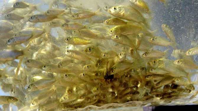 Osmaniye’de Mehmetli Barajı’na Yavru Sazan Balıkları Bırakıldı