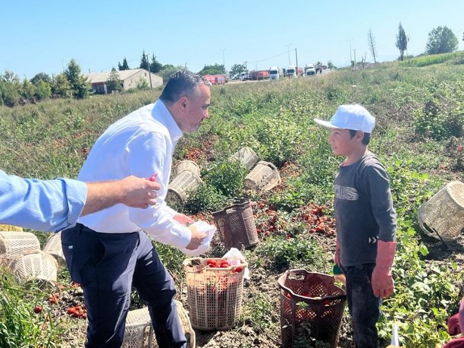 Bandırma’da Domates Üreticisi Memnun
