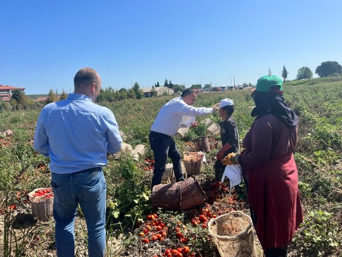 Bandırma’da Domates Üreticisi Memnun