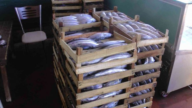 Akçakoca’dan 3 Bin Kasa Palamut Çıktı