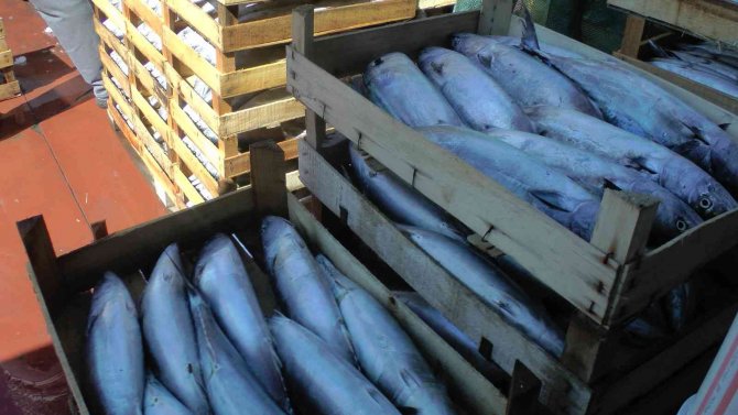 Akçakoca’dan 3 Bin Kasa Palamut Çıktı