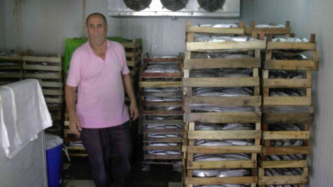 Akçakoca’dan 3 Bin Kasa Palamut Çıktı