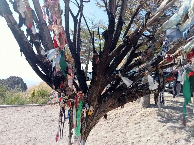Cemevi Bahçesindeki Dilek Ağacı Provokatörler Tarafından Yakıldı