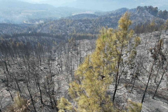 Denizli - Muğla Sınırında Çıkan Yangında 100 Hektar Alan Siyaha Büründü