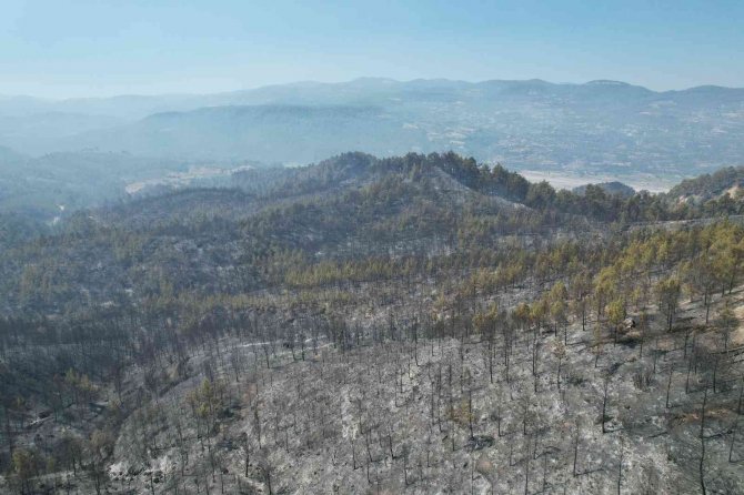 Denizli - Muğla Sınırında Çıkan Yangında 100 Hektar Alan Siyaha Büründü