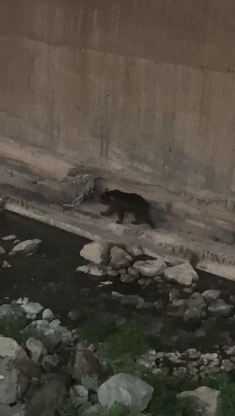 Gümüşhane’de Kent Merkezine Kadar İnen Ayı Kameralara Yakalandı