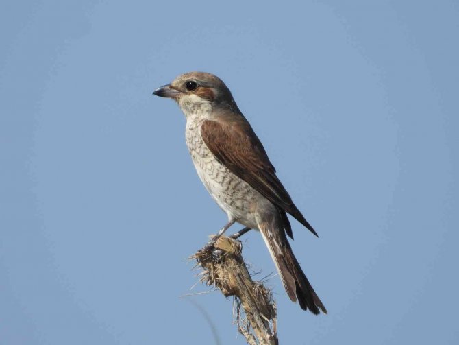 Kartpostallık Kuş Fotoğrafları