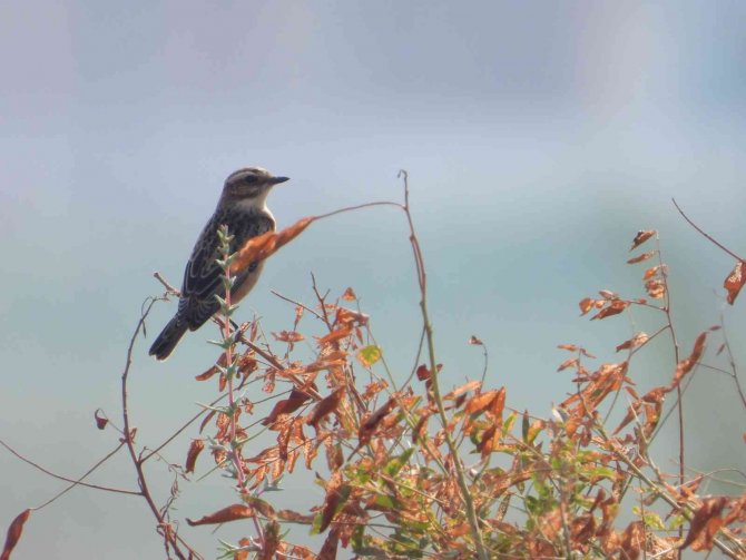 Kartpostallık Kuş Fotoğrafları