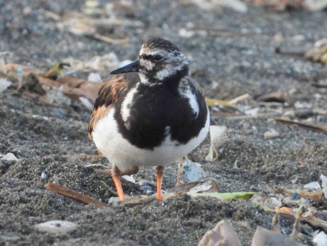 Kartpostallık Kuş Fotoğrafları