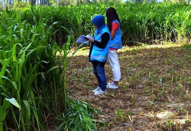 Hisarcık’ta 5 Bin 650 Ton Silajlık Mısır Üretildi