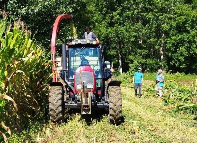 Hisarcık’ta 5 Bin 650 Ton Silajlık Mısır Üretildi
