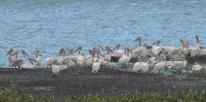 Kars Baraj Gölü’nde Pelikan Ailesi Görüntülendi
