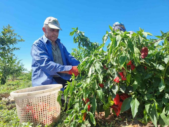 Adana’da Kapya Biber Hasadı Yapıldı