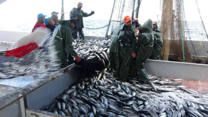 Ordulu Balıkçıların Yüzü Palamut İle Gülüyor