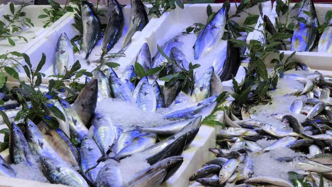 Ordulu Balıkçıların Yüzü Palamut İle Gülüyor