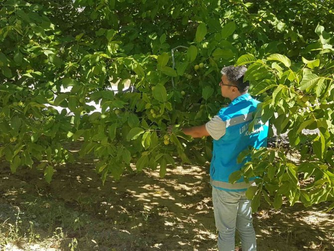 Şaphane’de Ceviz Ağaçlarının Fenelojik Gözlemleri İle Hastalık Ve Zararlı Kontrolleri