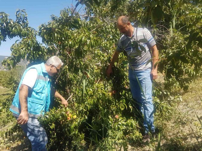 Şaphane’de Ceviz Ağaçlarının Fenelojik Gözlemleri İle Hastalık Ve Zararlı Kontrolleri