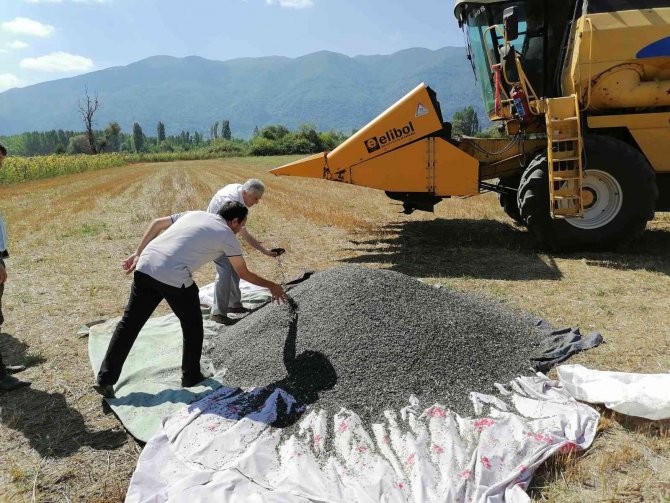 Simav’da Yağlık Ayçiçeği Projesinde Hasat Dönemi Başladı
