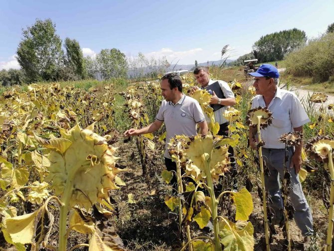 Simav’da Yağlık Ayçiçeği Projesinde Hasat Dönemi Başladı