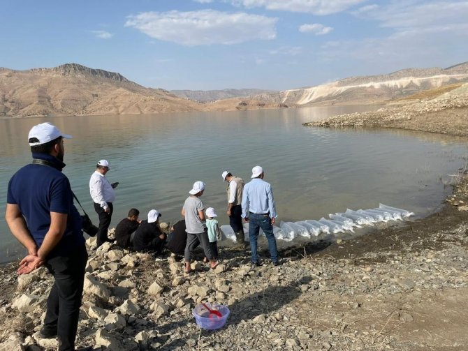 Şırnak’taki Barajlar Sazanla Canlanıyor
