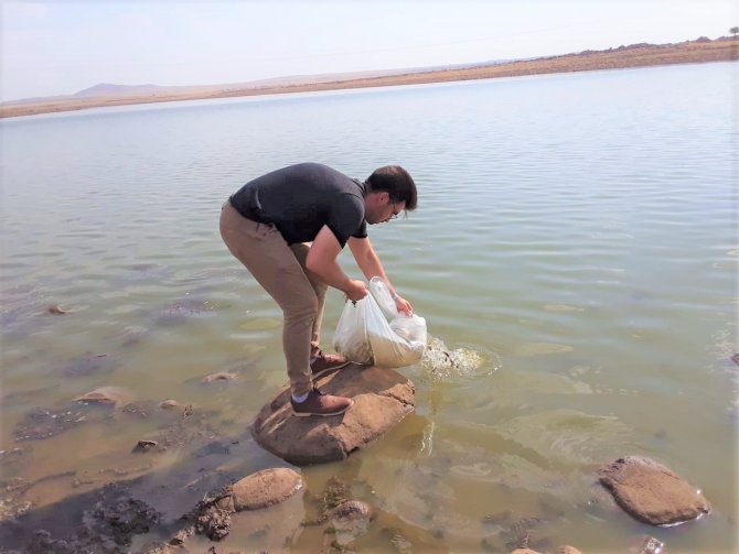 Şırnak’taki Barajlar Sazanla Canlanıyor