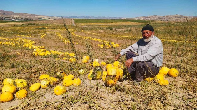 Kuruyemişten Kozmetiğe Geniş Bir Kullanım Alanına Sahip, Hasadı Başladı