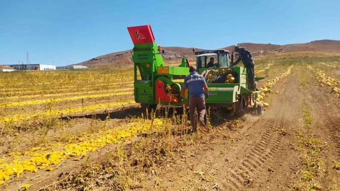 Kuruyemişten Kozmetiğe Geniş Bir Kullanım Alanına Sahip, Hasadı Başladı