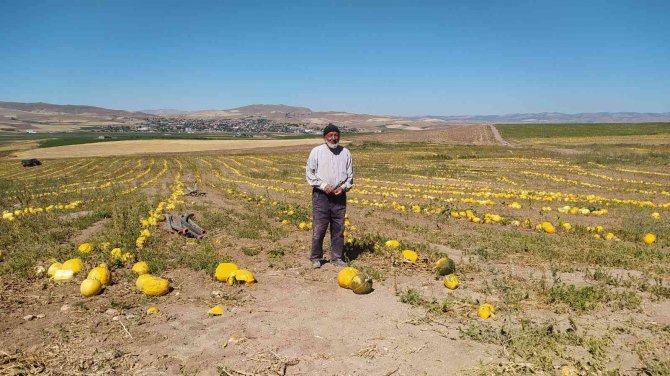 Kuruyemişten Kozmetiğe Geniş Bir Kullanım Alanına Sahip, Hasadı Başladı