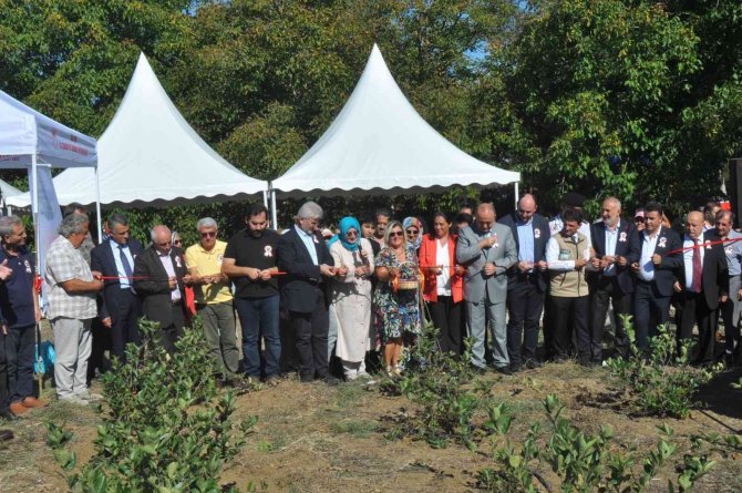 Yalova Aronyası Hasat Şenliği Yapıldı