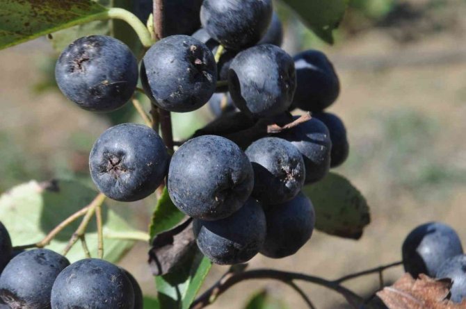 Yalova Aronyası Hasat Şenliği Yapıldı