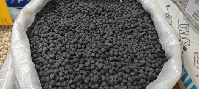 Tohumunu Yurt Dışından Getirdi, Büyük Talep Görüyor