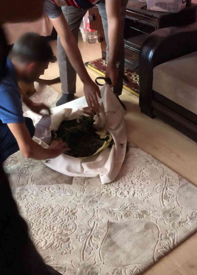 Sobaya Saklanan Uyuşturucuyu ‘Yatkın’ Buldu