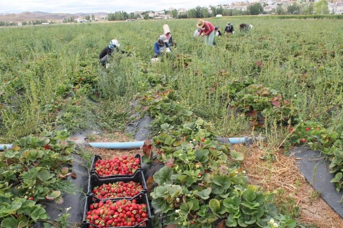 Ziraat Mühendisiyken Öğrendiği Tekniklerle Bayburt’ta Çilek Yetiştiricisi Oldu Siparişlere Yetişemiyor