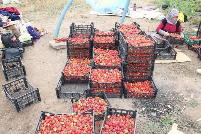 Ziraat Mühendisiyken Öğrendiği Tekniklerle Bayburt’ta Çilek Yetiştiricisi Oldu Siparişlere Yetişemiyor