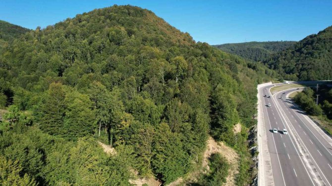 Zonguldak Ormanlarında Sonbaharda Tabloluk Görüntüler
