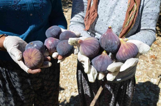 Antalya’da 800 Rakımlı Köyde İncir Hasadı Başladı