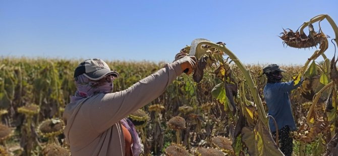 Elbistan’da "Siyah Altın" Hasadı Başladı