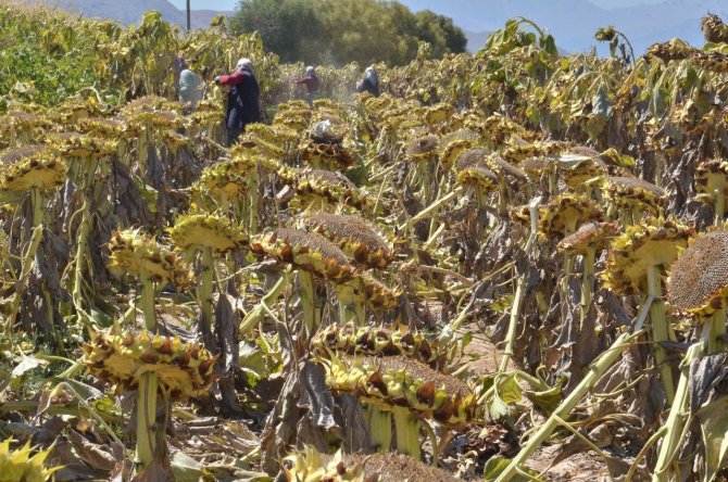 Elbistan’da "Siyah Altın" Hasadı Başladı