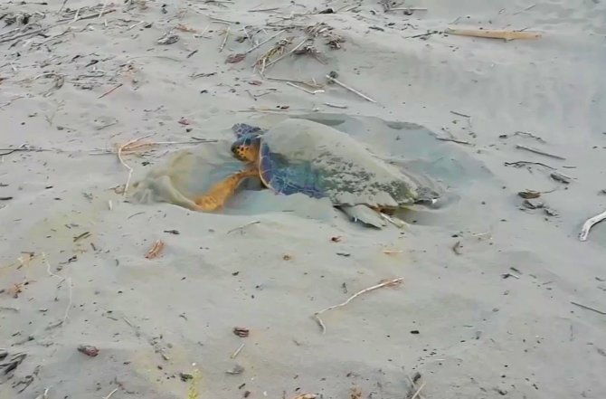 Kaplumbağaların Varlığı Deniz Suyunun Temiz Olduğunu Gösteriyor