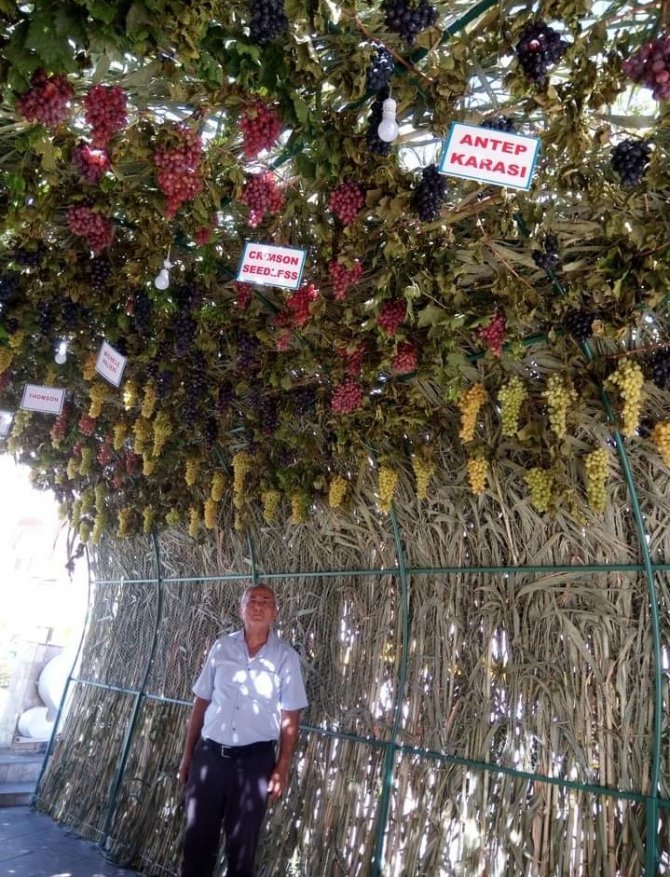 Sarıgöl’deki ’Üzüm Tüneli’ İlgi Odağı Oldu