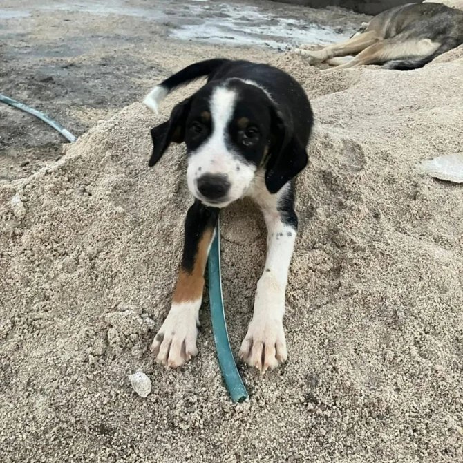 Tavuklarına Zarar Veren Yavru Köpeği Tüfekle Öldüren Şahıs Kamerada