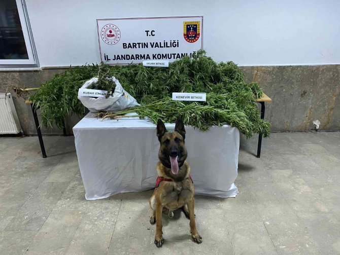 Bartın’da Uyuşturucu Operasyonu: 1 Gözaltı
