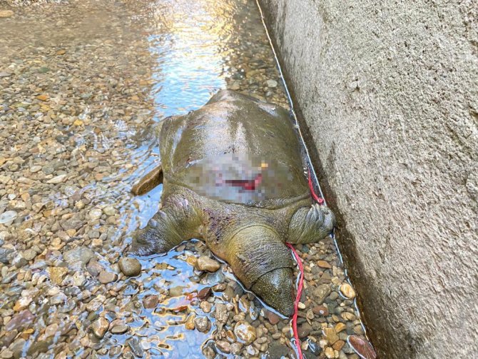 Nesli Tehlike Altında Olan “Fırat Kaplumbağası” Yaralı Halde Bulundu