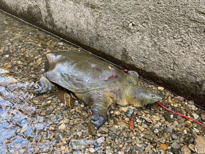 Nesli Tehlike Altında Olan “Fırat Kaplumbağası” Yaralı Halde Bulundu